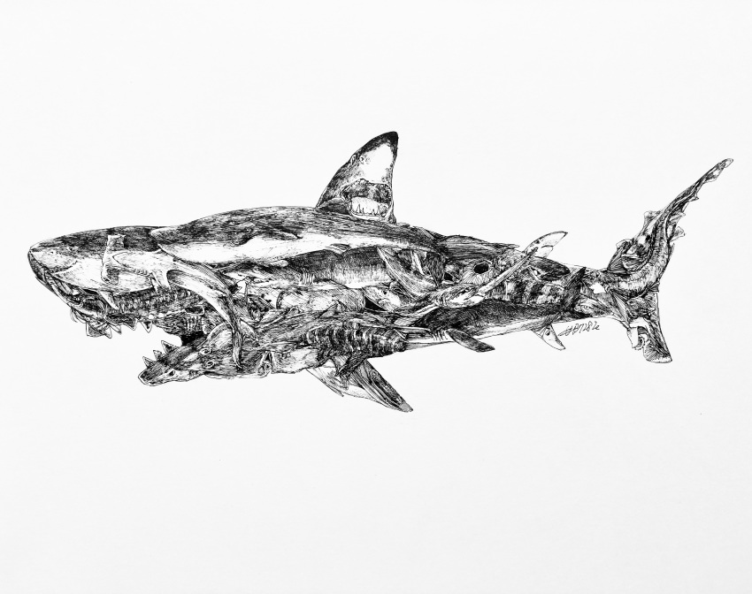 #b7282e absurdres animal_focus artist_name commentary english_commentary great_white_shark greyscale hammerhead_shark highres mixed-language_commentary monochrome no_humans original signature simple_background swordfish traditional_media white_background