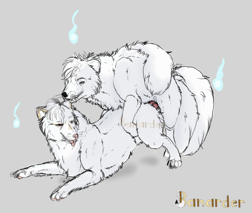 absurd_res all_fours arctic_fox asian_mythology banarder bite canid canine claws digital_drawing_(artwork) digital_media_(artwork) doggystyle duo ear_bite east_asian_mythology female feral feral_on_feral feral_penetrated feral_penetrating feral_penetrating_feral fluffy fox from_behind_position fur hi_res humping japanese_mythology kitsunebi knot male male/female mammal mythology penetration penile penile_penetration penis_in_pussy sex sketch vaginal vaginal_penetration white_body white_fur yokai