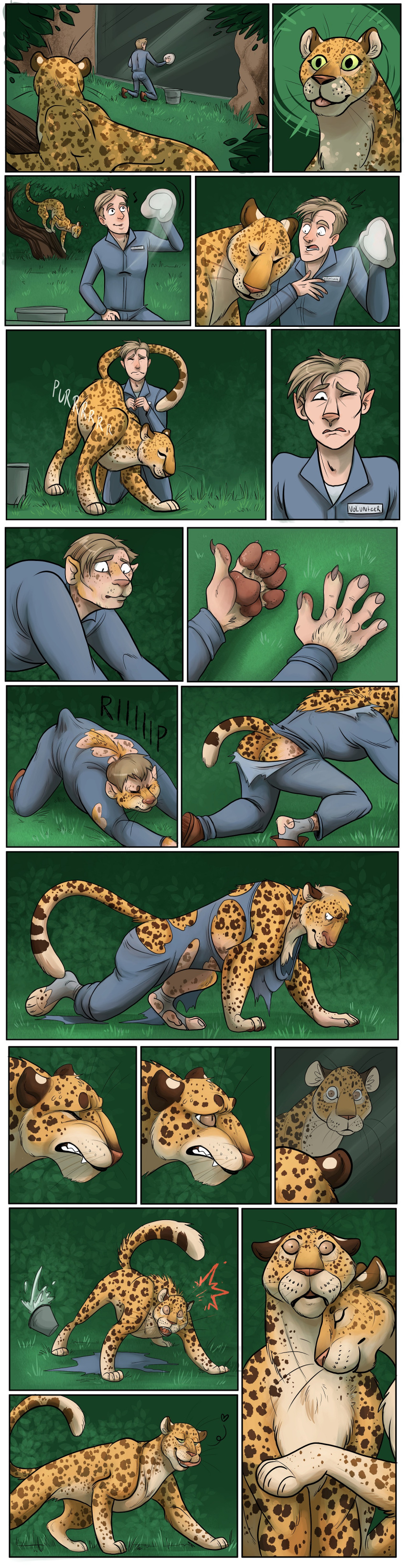 absurd_res ambiguous_gender bubbeh clothing comic duo felid feline feral hi_res human jaguar love male mammal pantherine surprise torn_clothing transformation transformation_sequence