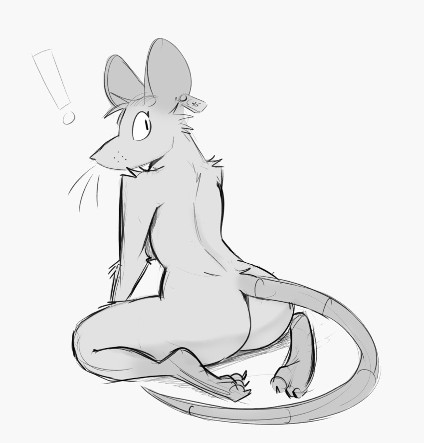 2023 anthro biped butt claws digital_media_(artwork) ear_tag exclamation_point female full-length_portrait greyscale hi_res hindpaw looking_at_viewer looking_back looking_back_at_viewer mammal monochrome murid murine nude paws portrait rat rat_tail rear_view rodent schmutzo sketch solo toe_claws unsigned whisker_dots whiskers