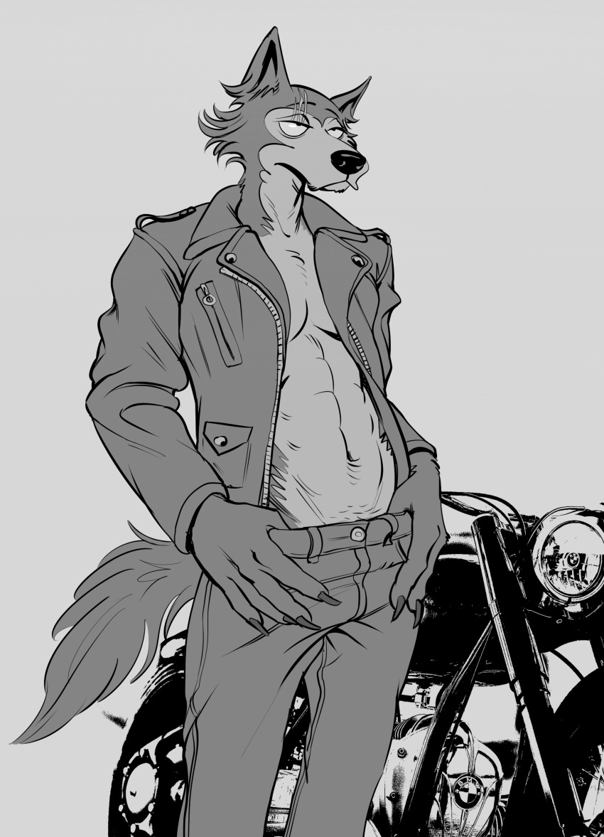 abs absurd_res anthro beastars canid canine canis clothed clothing greyscale hi_res jacket legoshi_(beastars) male mammal monochrome motorcycle muscular muscular_male open_clothing open_jacket open_topwear scar smagma solo topwear vehicle wolf