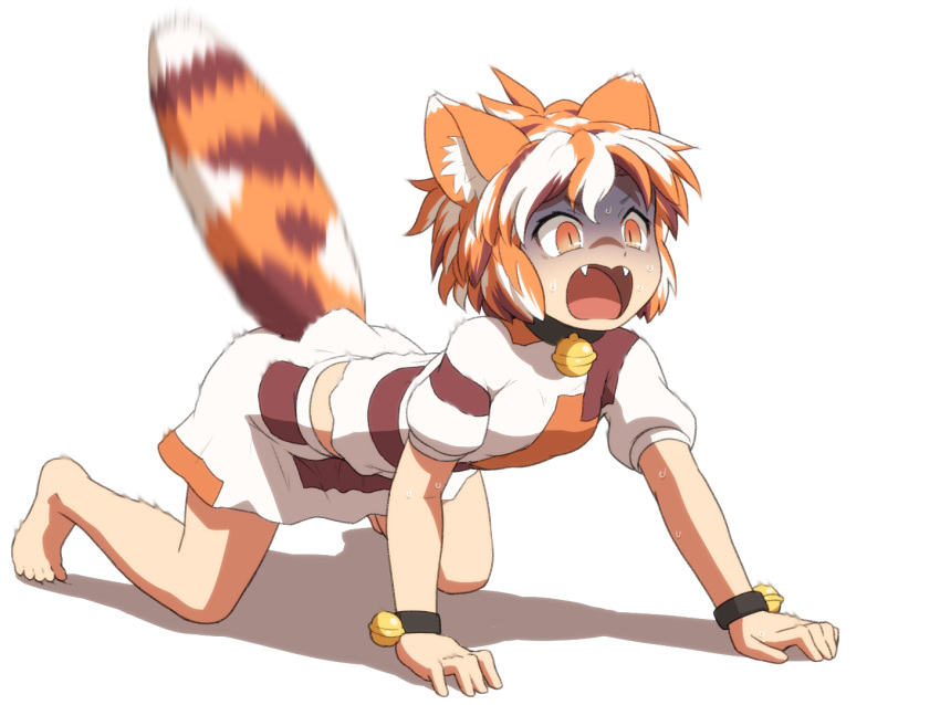 1girl all_fours animal_ear_fluff animal_ears barefoot bell cat_ears cat_tail crop_top fangs goutokuji_mike jingle_bell multicolored_hair open_mouth orange_eyes patch shirosato short_hair short_sleeves simple_background skirt solo streaked_hair tail touhou white_background white_hair white_skirt