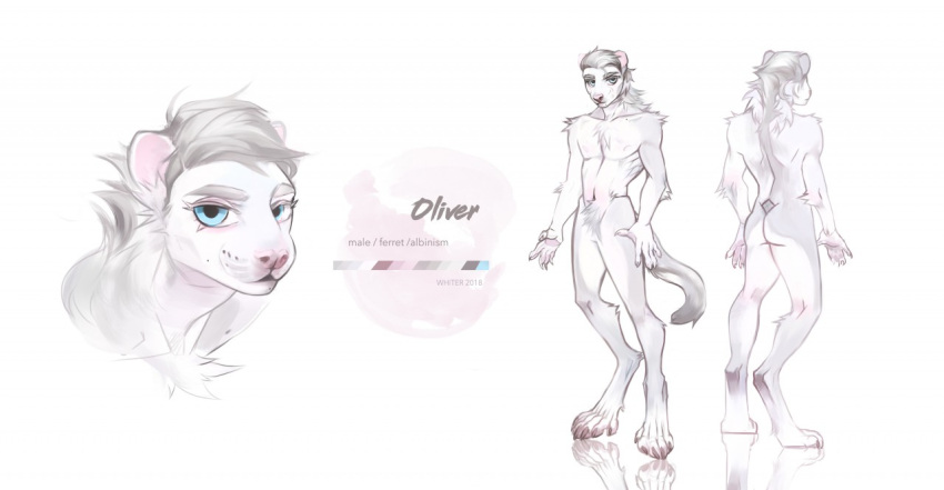 2018 anthro artist_name blue_eyes butt claws color_swatch crotch_tuft dated domestic_ferret featureless_crotch front_view fur grey_body grey_fur grey_hair hair looking_at_viewer male mammal model_sheet mouth_closed mustelid musteline nude pink_inner_ear pink_nose rear_view simple_background solo standing toe_claws true_musteline tuft unknowhiter weasel white_body white_fur