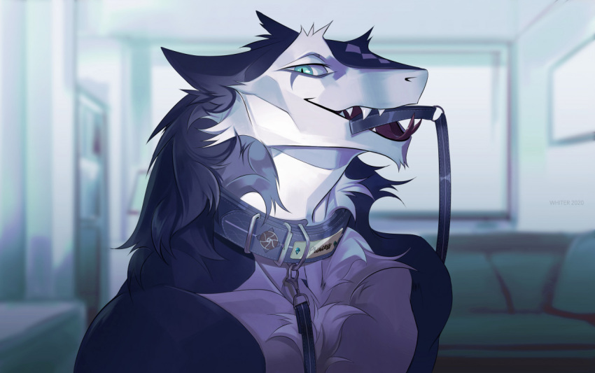 2020 anthro artist_name black_body black_ears black_fur blue_eyes bust_portrait cheek_tuft chest_tuft collar dated ears_back facial_tuft fangs forked_tongue fur glistening glistening_eyes grey_collar inside leash leash_in_mouth looking_at_viewer male nude object_in_mouth open_mouth pivoted_ears portrait red_tongue sergal sharp_teeth solo teeth tongue tongue_out tuft unknowhiter white_body white_fur