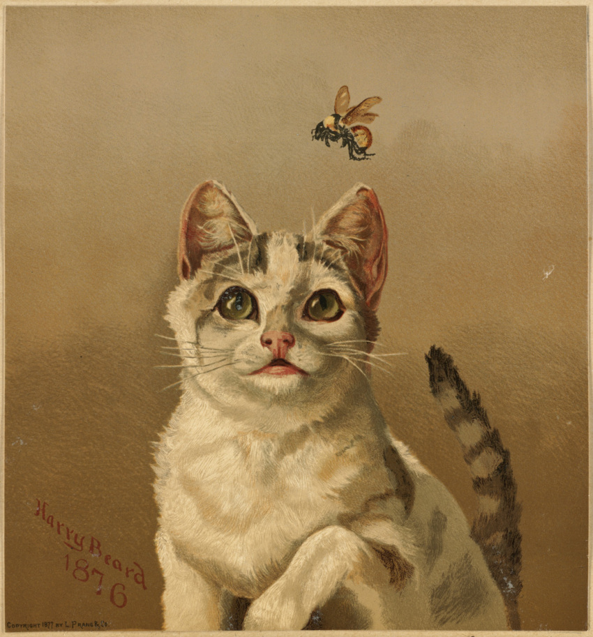 1876 19th_century ambiguous_gender ancient_art arthropod arthropod_abdomen artist_name bee black_body brown_background brown_body brown_fur brown_markings compound_eyes copyright_name dated domestic_cat duo felid feline felis feral flying front_view fur harry_beard hi_res hymenopteran inner_ear_fluff insect insect_wings lithograph looking_at_another mammal markings pupils quadruped side_view simple_background size_difference slit_pupils striped_body striped_fur striped_markings striped_tail stripes tail tail_markings traditional_media_(artwork) tuft whiskers white_body white_fur wings yellow_body