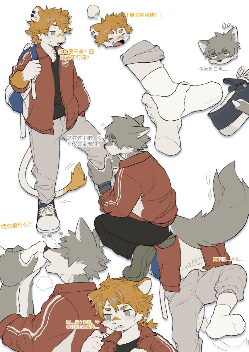 anthro anthro_on_anthro backpack blush blush_lines bottomwear canid canine canis chinese_text clothed clothing countershade_face countershade_fur countershading duo felid fingers foot_fetish foot_sniffing footwear fur grey_body grey_fur hi_res interspecies kemono lion male male/male mammal milkytiger1145 pantherine pants shoes sniffing socks tail tail_tuft text translation_request tuft wolf young