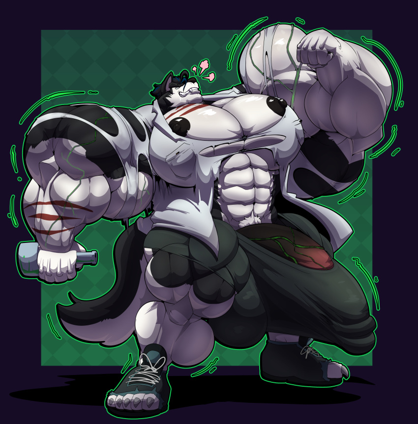 abs absurd_res anthro biceps big_bulge big_muscles big_penis bobert_(artist) bulge canid canine canis domestic_dog genitals growth hi_res huge_bulge huge_penis husky hyper hyper_genitalia hyper_penis male mammal muscle_growth muscular nipples nordic_sled_dog pecs penis potion solo spitz tokitechie wolf