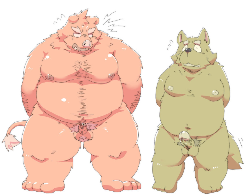 2023 anthro balls belly big_belly canid canine canis domestic_dog duo erection genitals hi_res kemono male male/male mammal moobs nipples overweight overweight_male penis penis_size_difference simple_background small_penis suid suina suishou0602 sus_(pig) white_background wild_boar