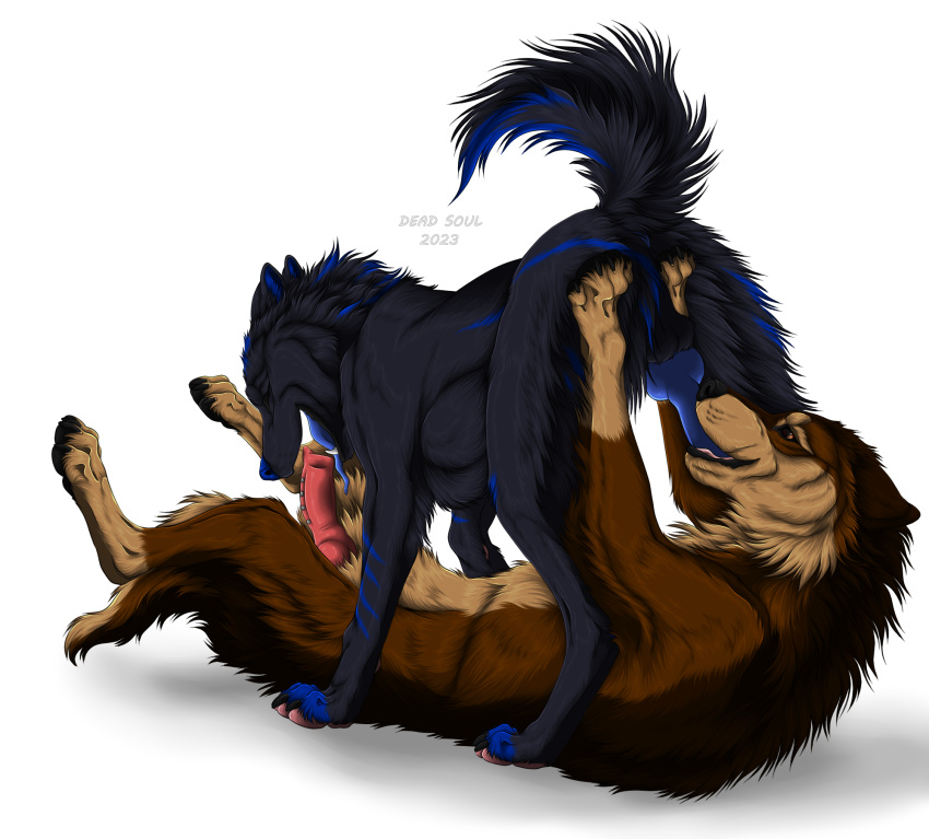 2023 69_position amber_eyes anatomically_correct anatomically_correct_genitalia anatomically_correct_penis animal_genitalia animal_penis anus balls blue_anus blue_body blue_fur blue_penis brown_body brown_fur canid canine canine_genitalia canine_penis canis claws dark_body dark_claws dark_fur digitigrade duo ears_back erection eyes_closed feral feral_on_feral feral_penetrated feral_penetrating feral_penetrating_feral frenum_ladder frenum_piercing fur genital_piercing genitals gunter_(wolfmedic94) hi_res karn_(karn_the_wolf) ladder_piercing licking lying male male/male male_penetrated male_penetrating male_penetrating_male mammal msdeadsoul on_back on_top oral oral_penetration pawpads penetration penile penis penis_in_mouth penis_lick penis_piercing piercing pink_pawpads pivoted_ears raised_tail sex signature simple_background striped_body striped_fur stripes tail tongue tongue_out white_background wolf