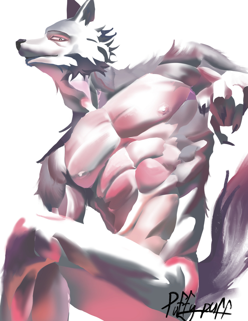 absurd_res anthro beastars breasts canid canine canis digital_media_(artwork) fur grey_body grey_fur hi_res legoshi_(beastars) looking_at_viewer male mammal muscular muscular_male nipples nude puffer_puff simple_background solo wolf