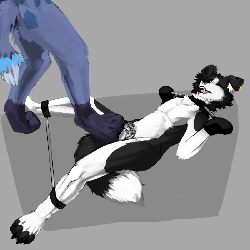 anthro ball_gag ball_tugging bodily_fluids canid canine canis clothing cock_and_ball_torture collie domestic_dog dripping gag genital_torture german_shepherd handwear herding_dog hi_res humanoid kodi_husky male mammal mittens pastoral_dog petplay puppyplay restrained restrained_arms restrained_legs roleplay saliva saliva_drip salivating sheepdog sketchotterly solo