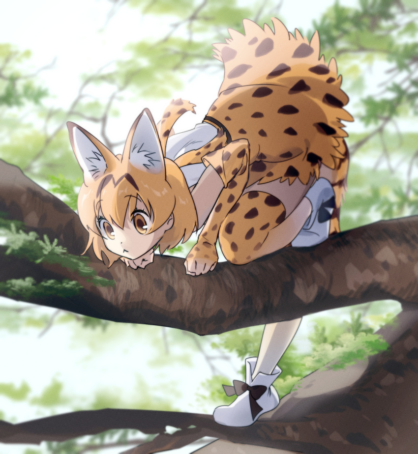 1girl :&lt; absurdres animal_ears bent_over blonde_hair boots cat_ears cat_girl cat_tail day elbow_gloves full_body gloves highres in_tree kemono_friends nyancul outdoors ribbon serval_(kemono_friends) serval_print shirt short_hair skirt sleeveless sleeveless_shirt solo tail thighhighs tree yellow_eyes