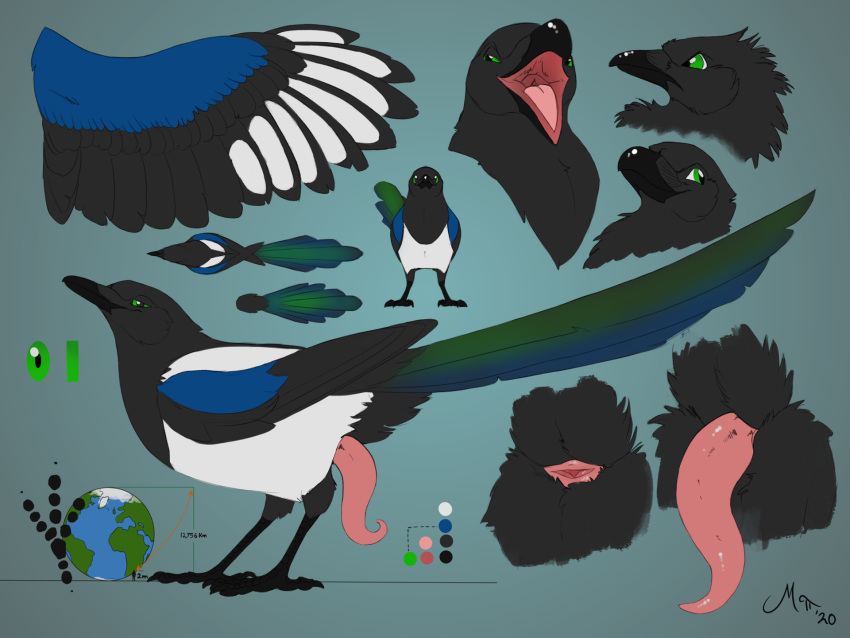 2020 4:3 4_toes animal_genitalia anisodactyl avian bird black_body black_feathers cloaca corvid digital_media_(artwork) erection feathers feet feral genitals giga green_eyes hi_res macro mag_(magpi) magpi magpie_(corvid) male model_sheet open_mouth oscine passerine penis pink_penis planet_earth solo tapering_penis toes