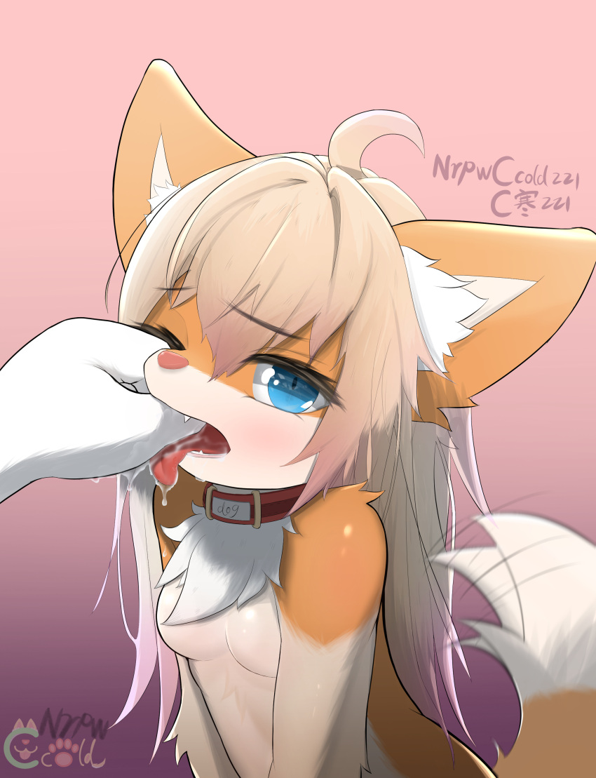 absurd_res anthro blue_eyes bodily_fluids breasts canid chest_tuft collar collar_only female fur hi_res inner_ear_fluff mammal nrpwccold221 nude orange_body orange_fur pink_nose saliva small_breasts solo tail tail_motion tailwag tongue tongue_out tuft