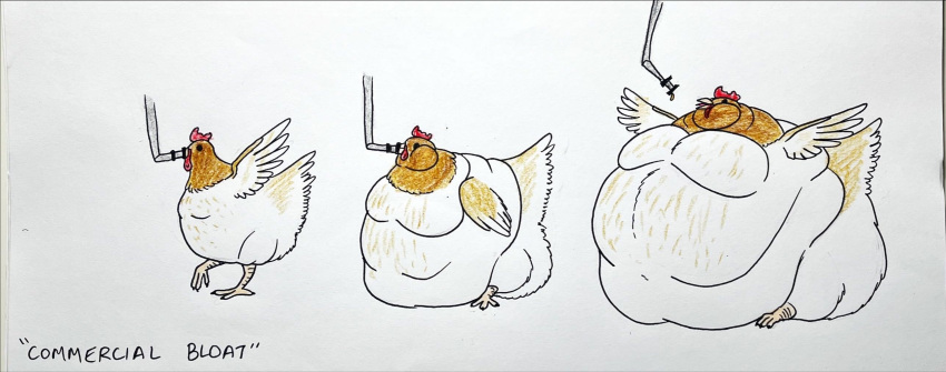 avian bird chicken degen_gulch expansion_sequence fat_rolls female feral force_feeding forced galliform gallus_(genus) hi_res hose_in_mouth hose_inflation morbidly_obese morbidly_obese_feral navel obese obese_feral overweight overweight_feral phasianid solo stuffing