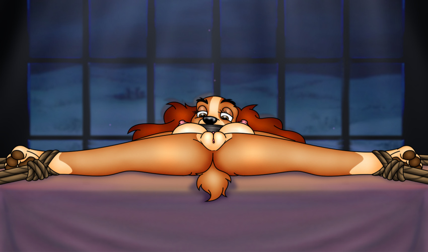 2023 4_toes ankles_tied anthro anthrofied bdsm bird_dog black_nose bound breasts brown_body brown_fur brown_pawpads canid canine canis cocker_spaniel disney domestic_dog feet female folwilliar fur furniture gag gagged genitals hi_res hindpaw hunting_dog lady_(lady_and_the_tramp) lady_and_the_tramp lying lying_on_table mammal night nipples nude on_back on_table pawpads paws pussy solo spaniel spread_legs spreading story story_in_description table toes