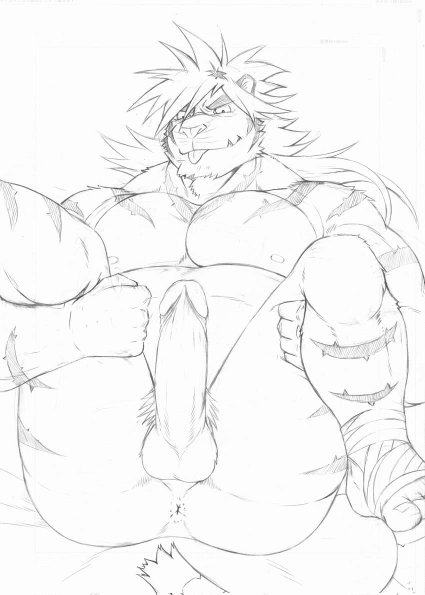 anthro anus balls belly blep erection felid genitals hi_res legs_up lifewonders line_art linorange0212 macan_(tas) male mammal muscular muscular_anthro muscular_male nipples nude pantherine pecs penis solo spread_legs spreading tiger tokyo_afterschool_summoners tongue tongue_out