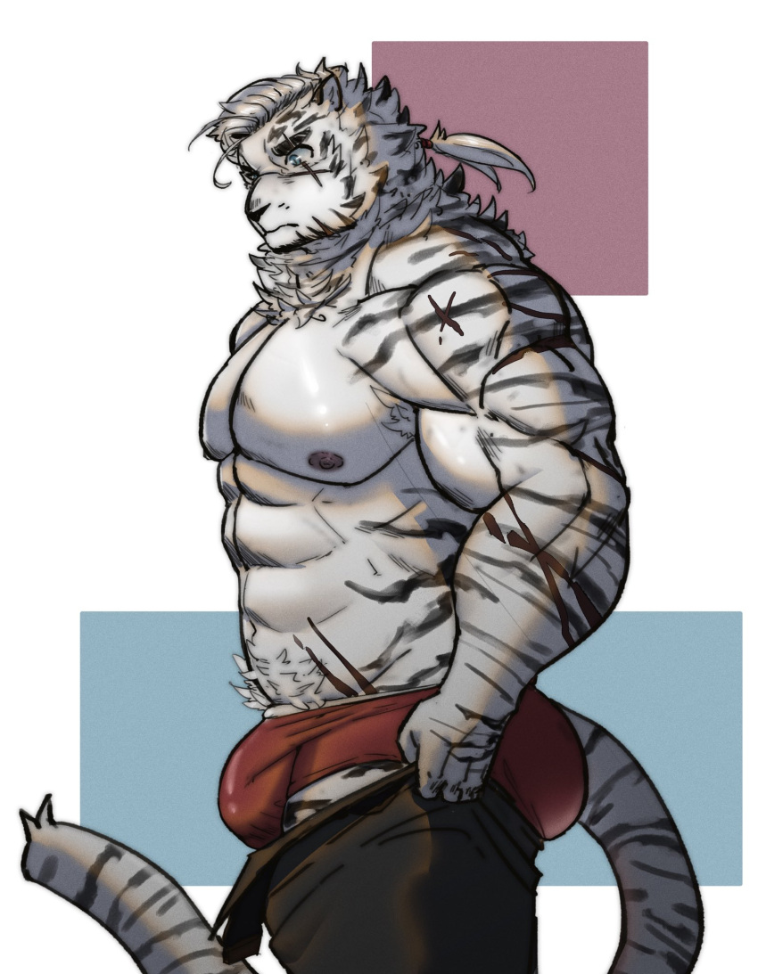 1boy abs animal_ears arknights ass bara bulge dressing facial_hair furry furry_male goatee highres i've_never_seen_a_guy_recreate_this_successfully_tbh_(meme) large_pectorals leng_xiaoyu male_focus male_underwear meme mountain_(arknights) muscular muscular_male nipples official_alternate_hairstyle open_pants pants pants_lift pectorals ponytail red_male_underwear scar scar_across_eye scar_on_arm short_hair solo stomach thick_eyebrows tiger_boy tiger_ears topless_male undersized_clothes underwear white_hair