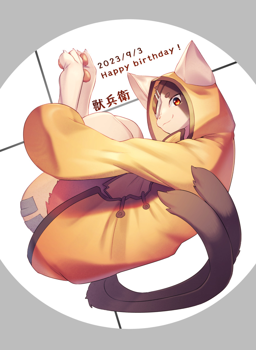 absurd_res anthro blazblue clothing coat curled_up domestic_cat double_tail ears_up feet felid feline felis happy_birthday hi_res hugging_legs jubei_(blazblue) male mammal pantsless pantsless_male samurai smile solo toes topwear warrior yurari_yr