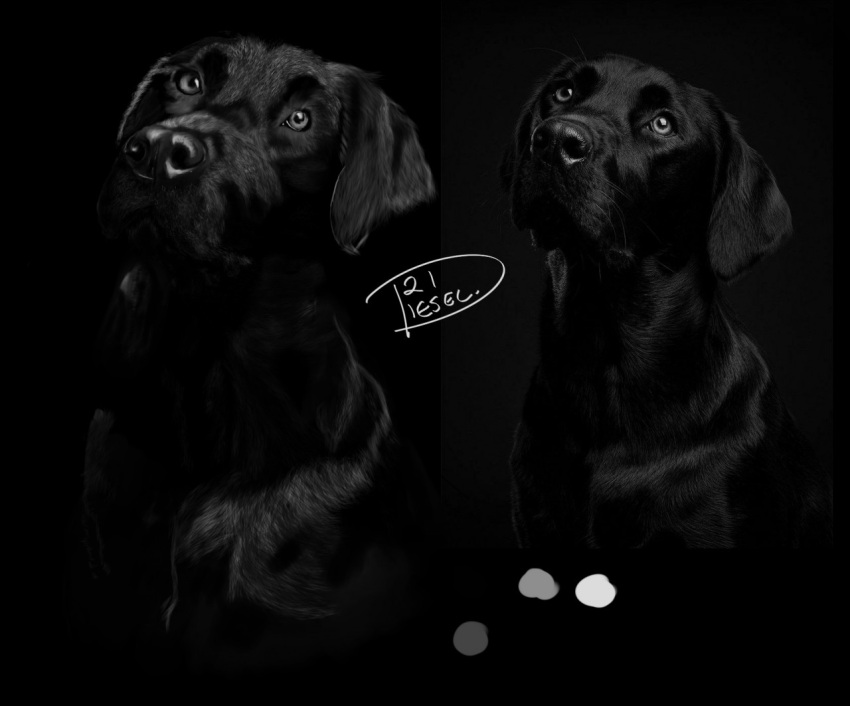 2021 bird_dog black_and_white canid canine canis diesel_(artist) domestic_dog feral hunting_dog labrador male mammal monochrome portrait reference_image retriever solo tonal_drawing