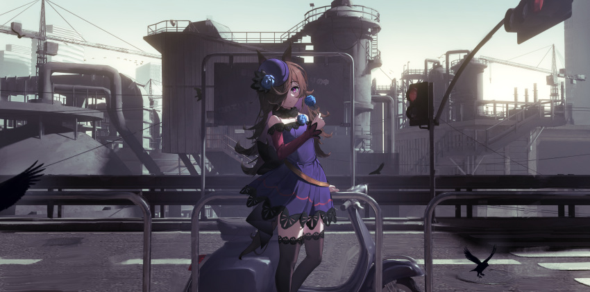1girl absurdres against_railing animal_ears bare_shoulders bird black_thighhighs blue_flower blue_rose breasts brown_hair commentary_request crow dress feet_out_of_frame flower hair_over_one_eye highres holding holding_flower horse_ears horse_girl horse_tail long_hair long_sleeves looking_at_viewer moped motor_vehicle off-shoulder_dress off_shoulder outdoors purple_dress purple_eyes railing rice_shower_(umamusume) rose small_breasts solo tail thighhighs tilted_headwear traffic_light umamusume youxing