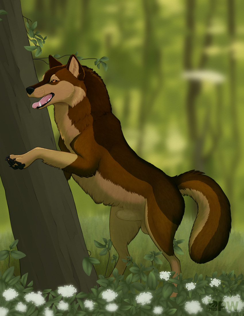 2023 4_toes absurd_res amber_eyes animal_genitalia balls big_balls brown_body brown_fur canid canine canis claws digital_drawing_(artwork) digital_media_(artwork) digitigrade fangs feet feral flower forest fur genitals hi_res karn_(karn_the_wolf) leaning_on_object male mammal open_mouth paper-wings pawpads paws plant quadruped sheath solo standing tail teeth toes tongue tree wolf