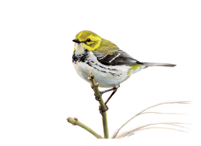 animal animal_focus avery_(aves) bird black-throated_green_warbler black_feathers feathers highres looking_at_viewer no_humans original photorealistic realistic signature simple_background stick traditional_media warbler_(bird) white_background white_feathers yellow_feathers