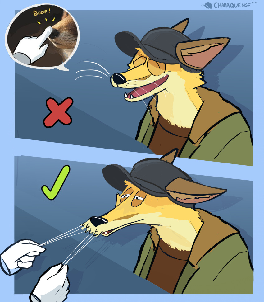 absurd_res anthro blue_background boop canid canine chamaquense comic fangs fox fur hi_res male mammal nose_boop open_mouth pulling_whiskers simple_background smile teeth whiskers yellow_body yellow_fur