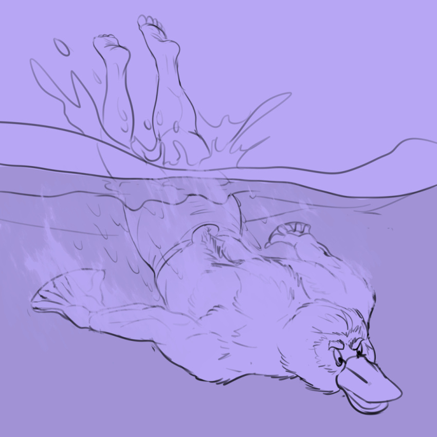 1:1 anthro awarebear beak clothed clothing diving feet fur fur_growth growth human_to_anthro male mammal membrane_(anatomy) mid_transformation monotreme muscular muscular_male platypus purple_background simple_background solo species_transformation splash topless torn_clothing transformation water webbed_hands were wereplatypus