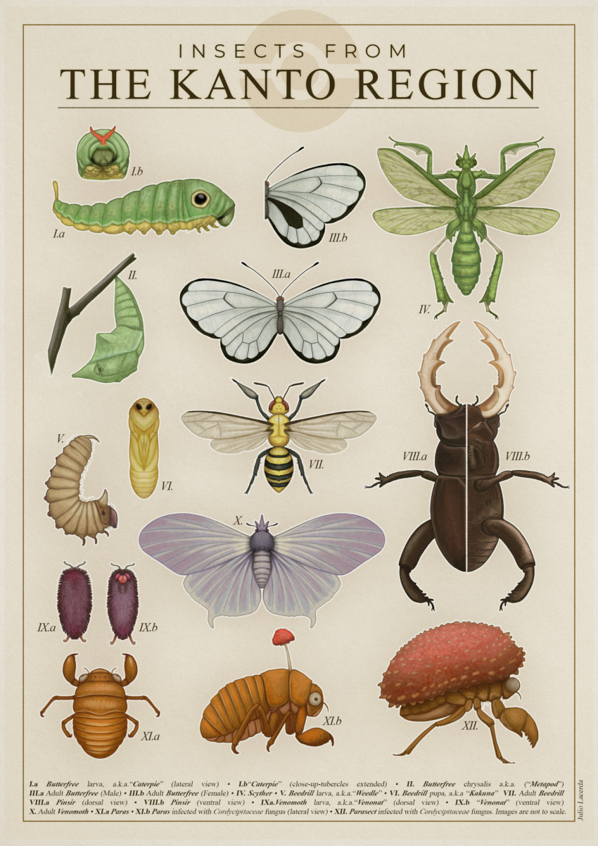 2023 4_wings absurd_res ambiguous_gender antennae_(anatomy) arthropod beedrill beetle biological_illustration butterfly butterfree caterpie caterpillar chrysalis english_text feral fungus generation_1_pokemon group hi_res hymenopteran insect insect_wings julio_lacerda kakuna larva lepidopteran lepidopteran_wings metapod moth multi_wing mushroom nintendo paras parasect pinsir pokemon pokemon_(species) scyther technical_illustration text venomoth venonat weedle wings zoological_illustration
