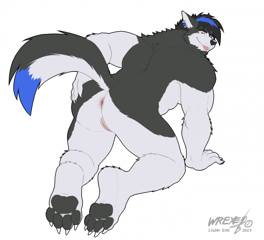 2023 akita all_fours andromorph anthro anus back_muscles beard biceps black_body black_fur black_hair black_nose blep blue_body blue_fur blue_hair butt canid canine canis digital_media_(artwork) domestic_dog ear_piercing ear_ring eyebrows facial_hair fur genitals hair hi_res husky intersex ligoni mammal mixed_breed muscular muscular_andromorph muscular_anthro muscular_intersex nordic_sled_dog nude pawpads paws perineum piercing presenting presenting_hindquarters pussy ring_piercing simple_background smile solo spitz spread_butt spreading tail taro_yggdrasill tongue tongue_out white_background white_body white_fur