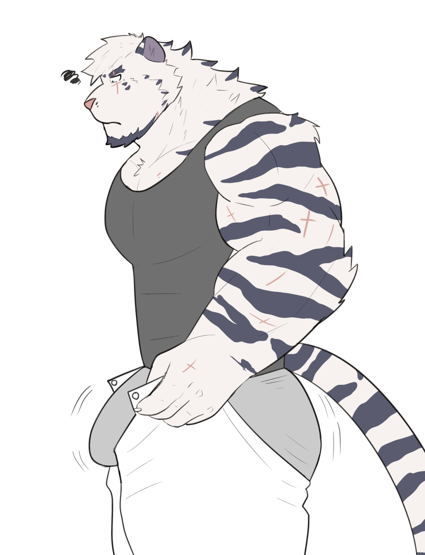 1boy absurdres animal_ears arknights artist_request ass bara black_tank_top bulge dressing facial_hair flat_color furry furry_male goatee grey_male_underwear highres i've_never_seen_a_guy_recreate_this_successfully_tbh_(meme) male_focus male_underwear meme motion_lines mountain_(arknights) muscular muscular_male open_pants pants pants_lift pectorals scar scar_across_eye scar_on_arm short_hair solo squiggle tank_top thick_eyebrows thick_thighs thighs tiger_boy tiger_ears undersized_clothes underwear white_hair