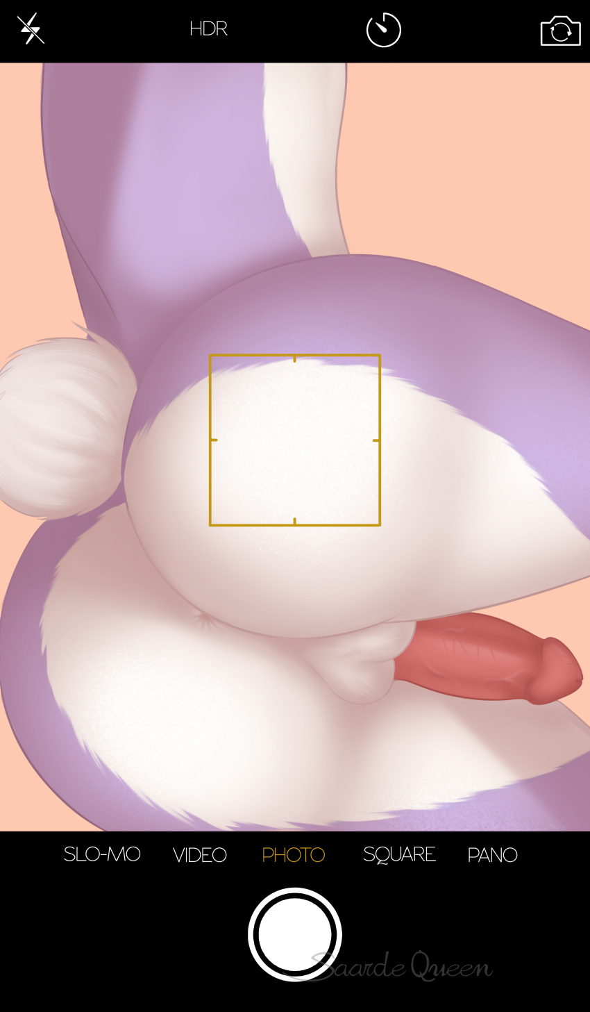 absurd_res anthro anus balls butt camera_view fur genitals happy(happyhazard) happyhazard hi_res lagomorph leporid male mammal nude penis presenting purple_body purple_fur rabbit saardequeen simple_background solo tail white_body white_fur