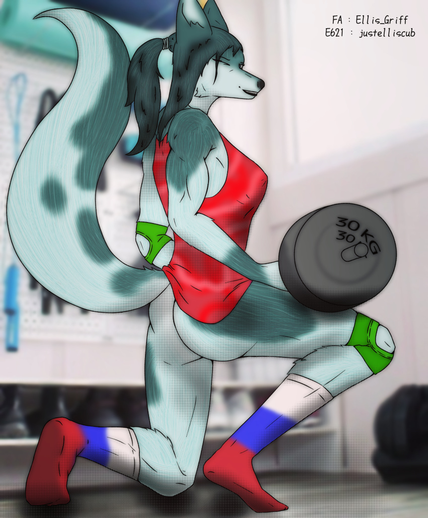 absurd_res alexandra_everest anthro barbell canid canine canis clothing domestic_dog female hi_res husky inside justelliscub mammal muscular muscular_female nordic_sled_dog solo spitz sport