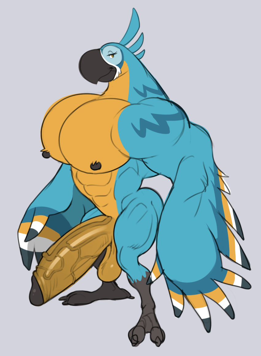 abs analon_(artist) anthro avian balls big_arms big_pecs big_penis blue_body breath_of_the_wild colored_sketch genitals hi_res huge_penis humanoid_genitalia humanoid_penis kass_(tloz) looking_at_viewer male multicolored_body muscular muscular_male nintendo nude pecs penis rito sketch solo the_legend_of_zelda yellow_body