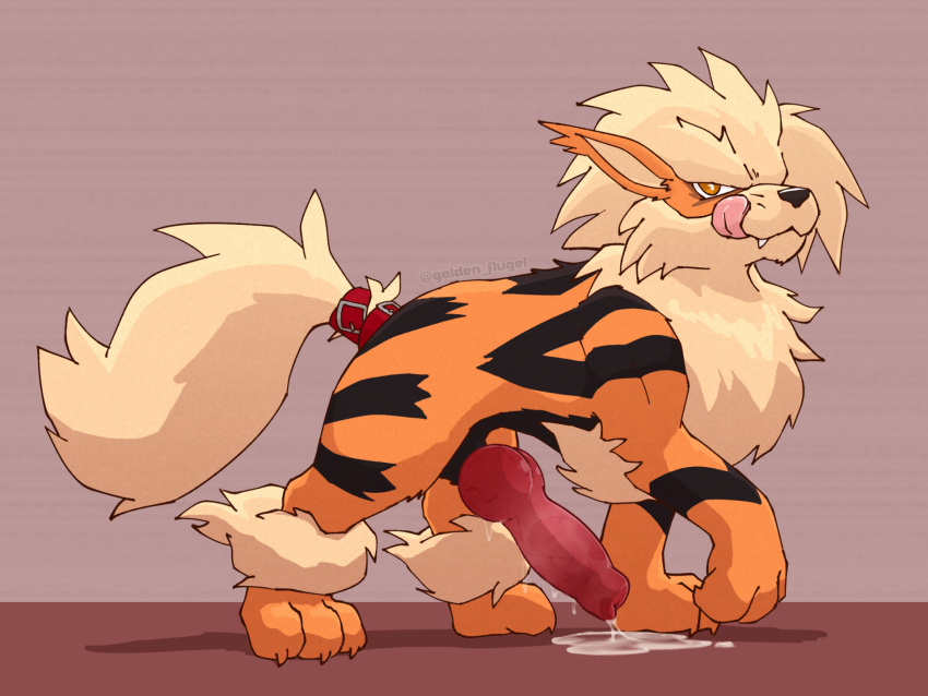 animal_genitalia animal_penis arcanine big_knot big_penis bodily_fluids canid canine canine_genitalia canine_penis canis collar cum cum_drip cum_pool digital_media_(artwork) dripping erection feral fur generation_1_pokemon genital_fluids genitals hi_res knot leaking_cum licking licking_lips licking_own_lips looking_at_viewer male mammal nintendo orange_body penis pokemon pokemon_(species) precum precum_drip precum_on_penis simple_background solo solo_focus tongue tongue_out vogold