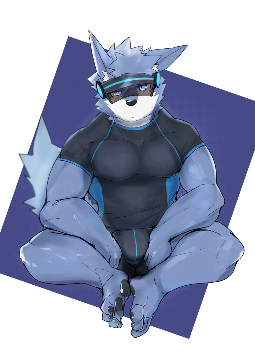 absurd_res anthro asleepchef biceps blue_body blue_eyes bottomwear bulge canid clothing detailed_bulge hair hi_res male mammal multicolored_body muscular muscular_male paws pecs shorts sitting solo spandex spandex_clothing spandex_shorts tail tight_clothing yakumo_(asleepchef)