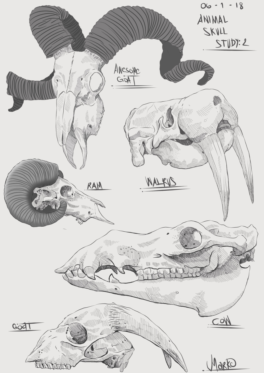 2018 2_horns absurd_res ambiguous_gender beak bovid bovid_horn bovine caprine caprine_horn cattle curled_horn dated english_text feral goat grey_background grey_text greyscale group hi_res horn mammal marine markoriginals monochrome pinniped ram_horn simple_background species_name spiral_horn teeth text tusks walrus