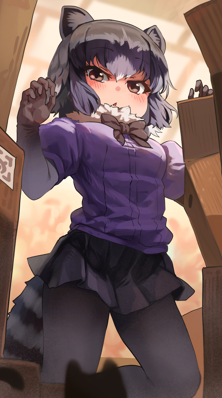 1girl animal_ears black_bow black_bowtie black_pantyhose black_skirt blue_sweater blush bow bowtie box brown_eyes cardboard_box common_raccoon_(kemono_friends) elbow_gloves from_below fur_collar gloves grey_gloves grey_hair highres japari_symbol kemono_friends looking_at_viewer melaton multicolored_hair pantyhose pleated_skirt puffy_short_sleeves puffy_sleeves raccoon_ears raccoon_girl raccoon_tail short_hair short_sleeves skirt solo sweater tail white_hair