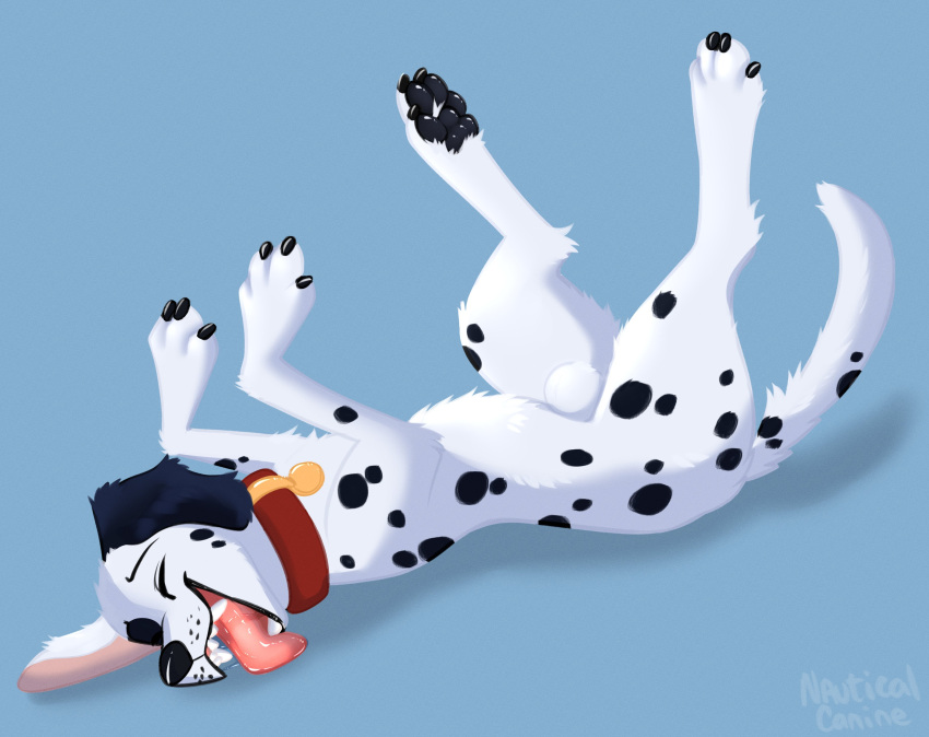 101_dalmatians absurd_res anatomically_correct animal_genitalia black_paws black_spots canid canine canis dalmatian disney domestic_dog feral fur genitals hi_res male mammal nauticalcanine patch_(101_dalmatians) paws sheath solo spots white_body white_fur