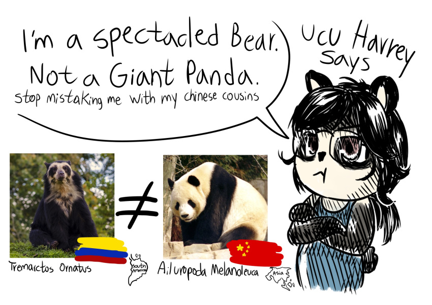 annoyed anthro bear black_body black_fur chibi china chinese_flag clothing colombia colombian_flag comparing cross-hatching crossed_arms english_text evan_harrey eyewear fingerless_(marking) flag fur giant_panda glasses hair hatching_(art) hi_res looking_at_viewer male mammal markings meme one-piece_swimsuit ponytail puffed_cheeks real school_swimsuit shaded simple_background solo spectacled_bear swimwear text tremarctine ucu_harrey ucumar white_background white_markings