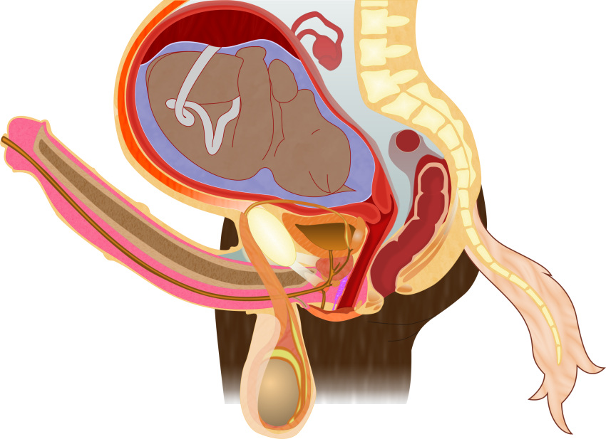 alpha_channel ambiguous_gender amniotic_sac anatomical_diagram anatomy anatomy_chart anatomy_reference animal_genitalia animal_penis anthro anus balls big_balls bladder bone brown_body brown_fur cervix chart cross_section detailed digital_drawing_(artwork) digital_media_(artwork) duo equid equine equine_genitalia equine_penis erection fetus fk2169 flared_penis fur genitals herm hi_res horse intersex maleherm mammal medial_ring organs ovaries penis placenta pregnant prostate pussy reproductive_anatomy science_fiction simple_background spine tail transparent_background umbilical_cord urethra uterus vertebrae white_tail