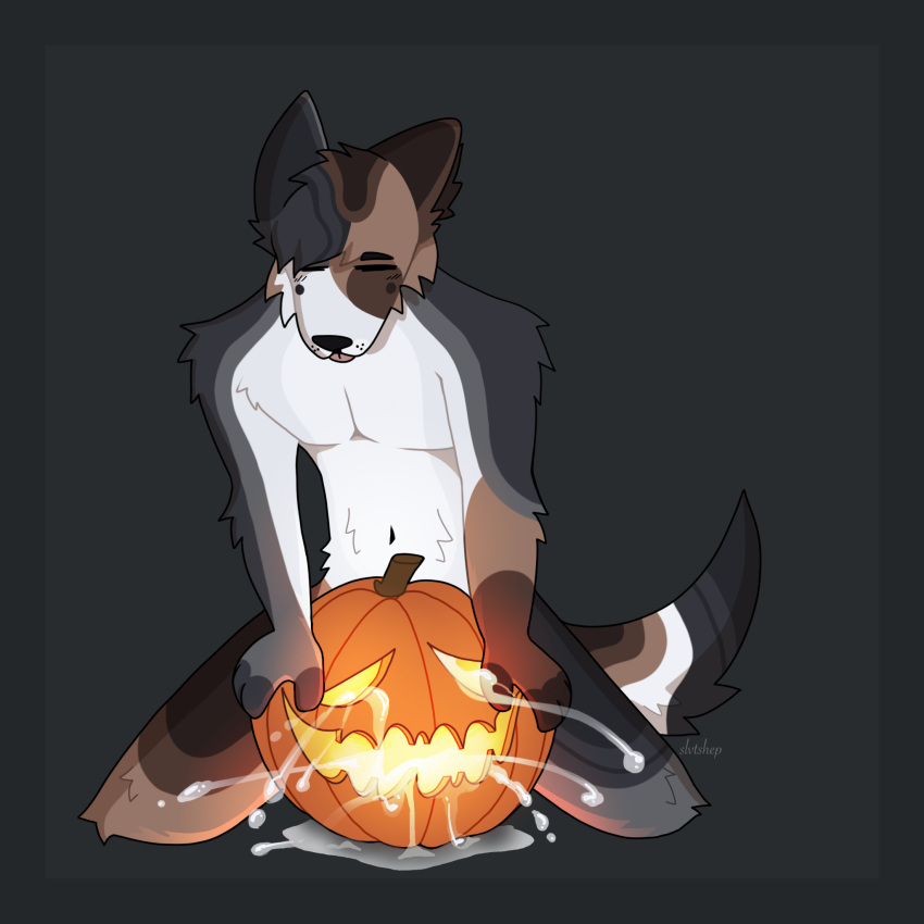 anthro blep bodily_fluids cum ejaculation food fruit genital_fluids halloween hi_res holidays jack-o'-lantern male plant pumpkin pumpkin_masturbation slvtshep solo solo_focus tongue tongue_out