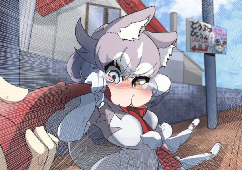 1girl animal_ear_fluff animal_ears blue_eyes blush collar commentary dog_(mixed_breed)_(kemono_friends) dog_ears dog_girl dog_tail elbow_gloves gloves grey_hair hazki3157 heterochromia highres holding holding_leash kemono_friends leash leash_pull multicolored_hair partially_translated short_hair short_sleeves tail translation_request two-tone_hair viewer_holding_leash white_hair yellow_eyes