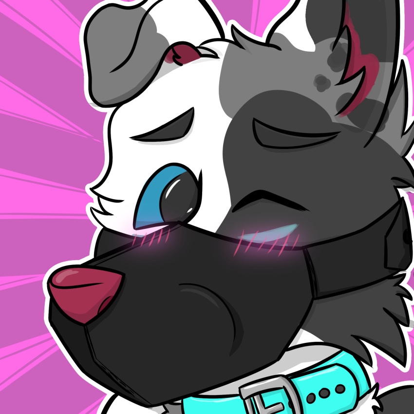 anthro blush canid canine canis collar domestic_dog floppy_ears foxyroxford gordiethecollie hi_res male mammal muzzle_(object) muzzled solo