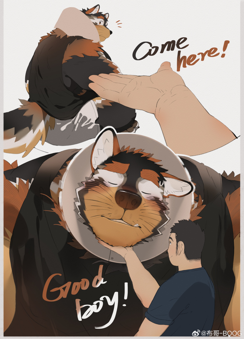 2boys absurdres animal_ears artin_(boogbogex) bara black_fur blush boogbogex brown_fur dog_boy dog_ears dog_tail ears_down from_side furry furry_male furry_with_non-furry giant giant_male haki_(boogbogex) head_on_hand highres interspecies long_sideburns male_focus multiple_boys multiple_views muscular muscular_male notice_lines orange_fur original petting short_hair sideburns size_difference sleeveless sweatdrop tail thick_eyebrows whiskers white_fur yaoi