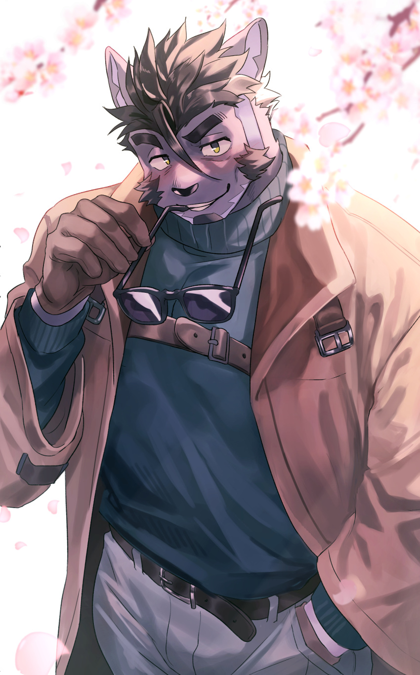 1boy absurdres animal_ears bara beard belt blue_sweater blush brown_coat brown_gloves cat_boy cat_ears cherry_blossoms chest_strap coat denim eyewear_in_mouth facial_hair furry furry_male gloves goatee highres jeans live_a_hero looking_at_viewer madaato_(psgw3383) male_focus mouth_hold pants smile sunglasses sweater thick_eyebrows tsuneaki_(live_a_hero) white_background