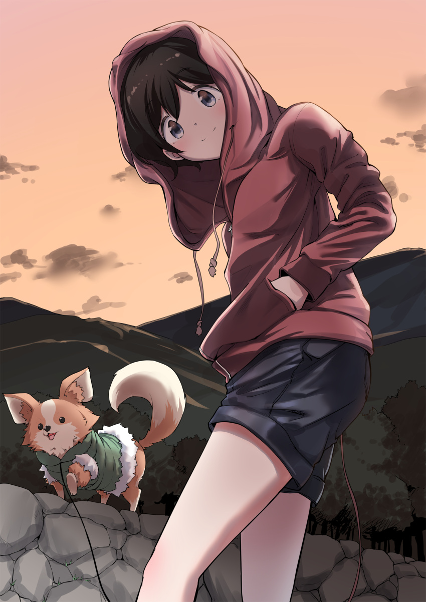 1girl black_hair chihuahua chikuwa_(yurucamp) dog hand_in_pocket highres hood hood_up hoodie leash looking_at_viewer n2midori outdoors saitou_ena short_hair short_shorts shorts yurucamp