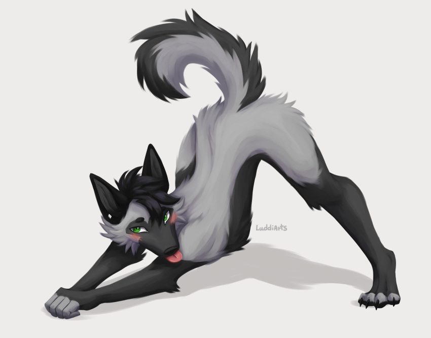anthro ass_up bedroom_eyes bent_over black_body black_fur black_hair blep blush butt canid canine ear_piercing ear_ring fluffy fluffy_tail fox fur green_eyes grey_body grey_fur hair hi_res jack-o'_pose looking_aside luddiarts male mammal meme_pose narrowed_eyes nigel_morgan nude outstretched_arms piercing pose raised_tail red_fox ring_piercing seductive shaded shy silver_fox simple_background skinny solo spread_legs spreading stretching submissive submissive_male tail tongue tongue_out white_background