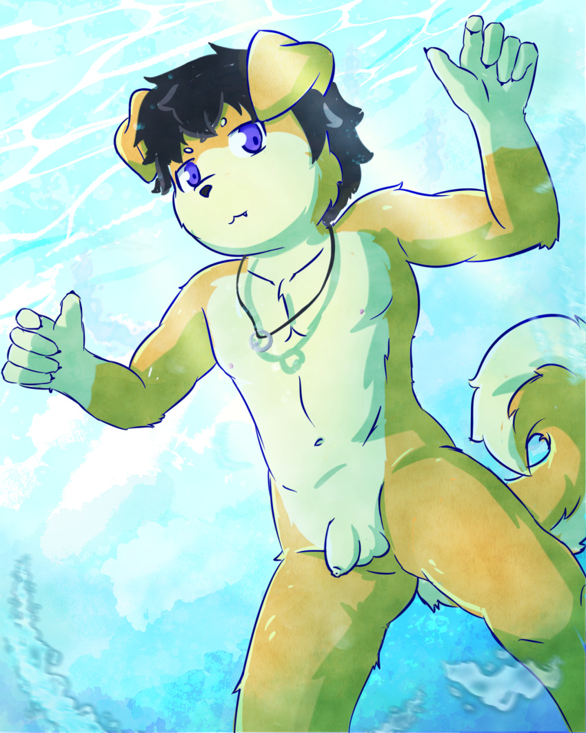 anthro canid canine canis domestic_dog flaccid foreskin genitals hi_res jinbei kemono luce_bontemps male mammal nude penis shiba_inu skinny_dipping small_penis solo spitz swimming_pool